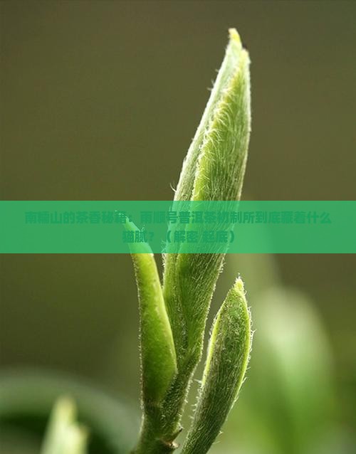南糯山雨顺号普洱茶初制所