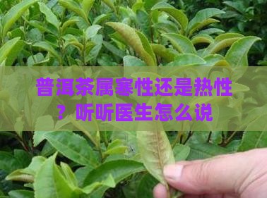 普洱茶属寒性或热性的