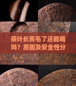 茶叶长黄毛了还能喝吗 茶叶长黄毛了还能喝吗