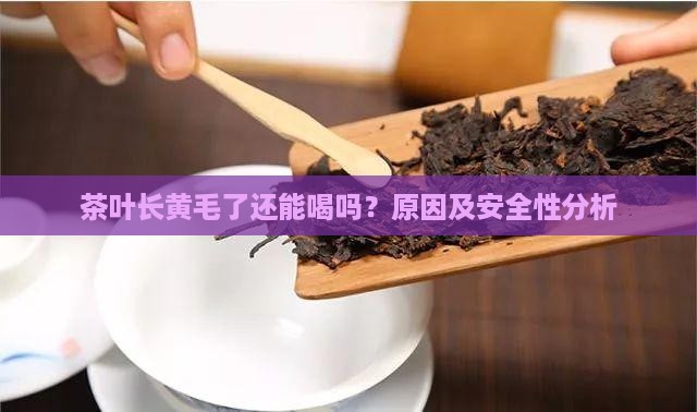 茶叶长黄毛了还能喝吗 茶叶长黄毛了还能喝吗