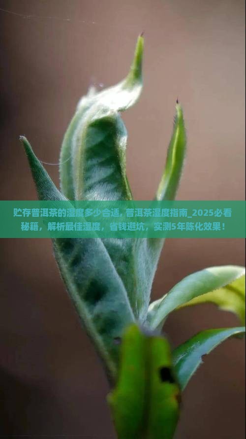 贮存普洱茶的湿度多少合适