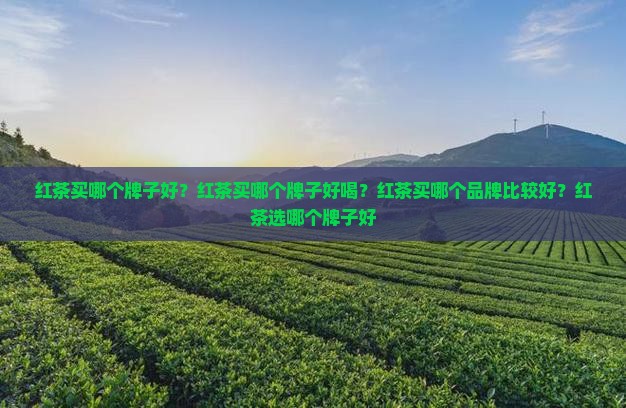 红茶买哪个牌子好