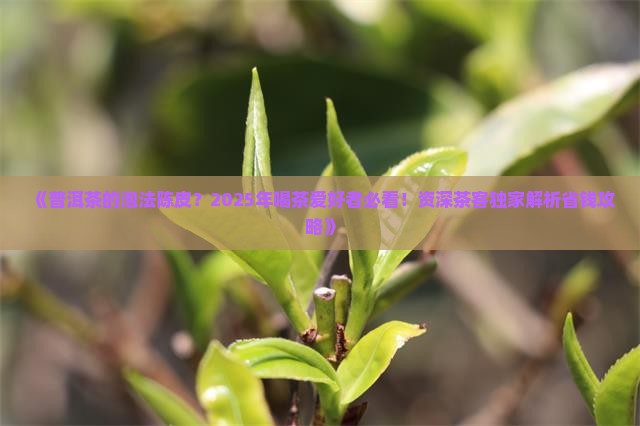 普洱茶的泡法陈皮