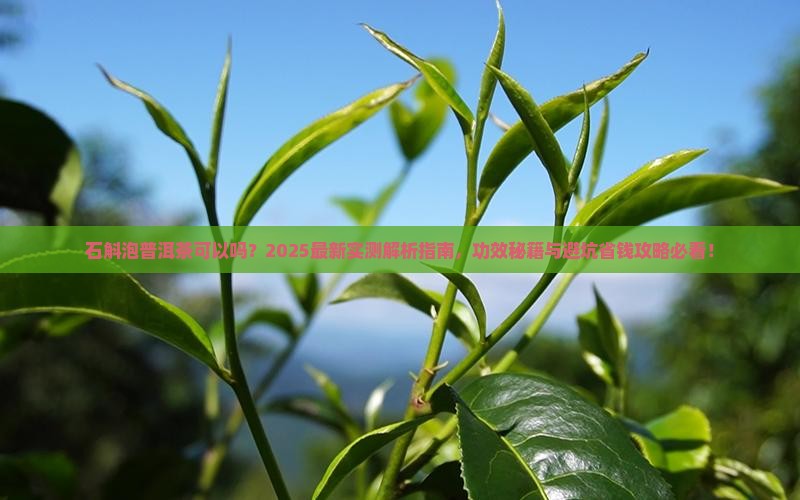 石斛泡普洱茶可以吗