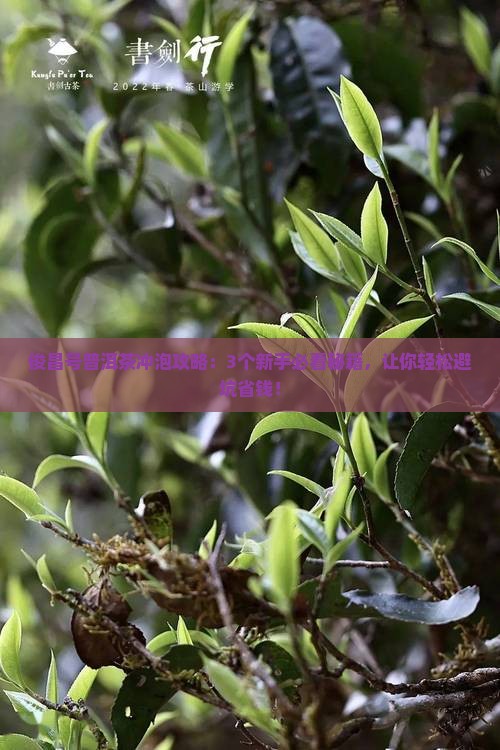 俊昌号普洱茶冲泡解说