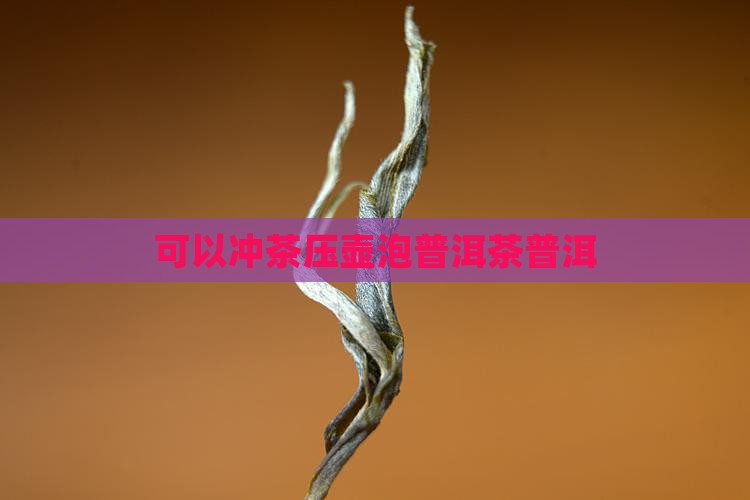 法压壶可以泡普洱茶吗