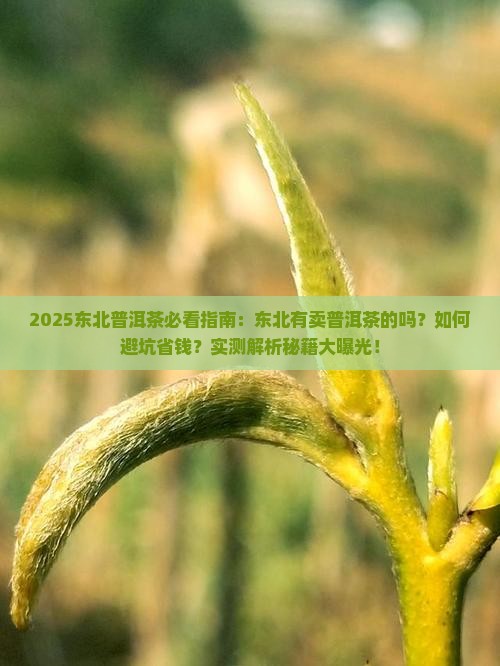 东北有要普洱茶的吗
