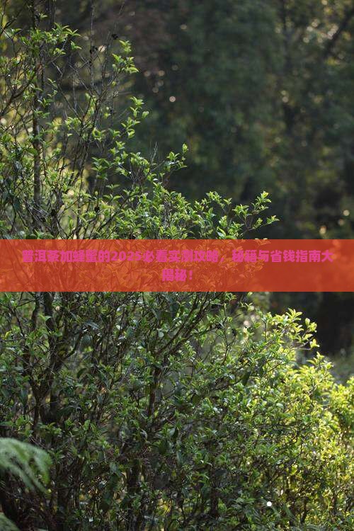 普洱茶可以调蜂蜜吗