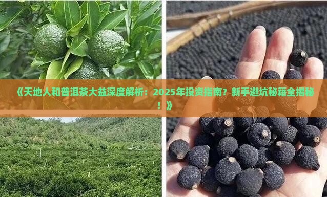 天地人和普洱茶大益