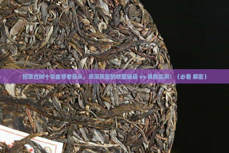 班章古树十年金芽老茶头