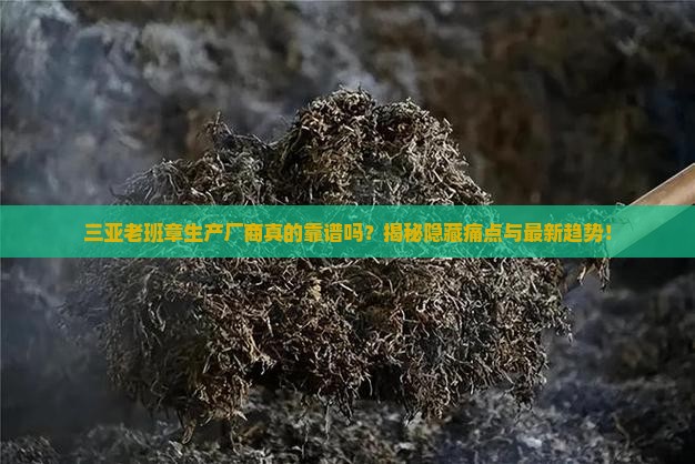 三亚老班章生产厂商
