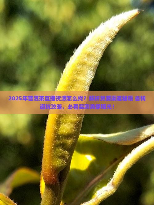 普洱茶直播货源怎么找到