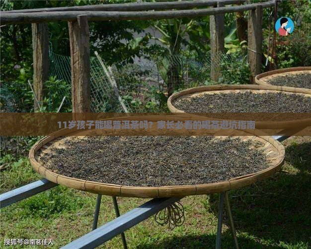 11岁孩子可以喝普洱茶吗