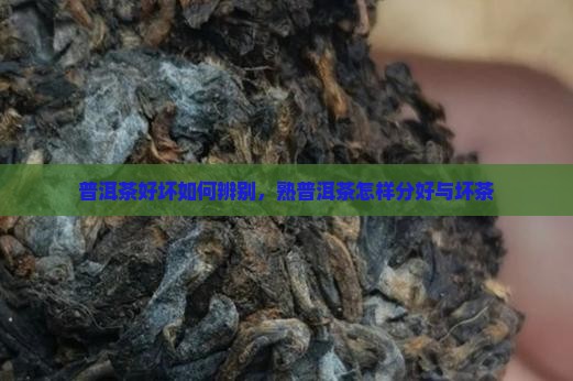 熟普洱茶怎样分好与坏茶