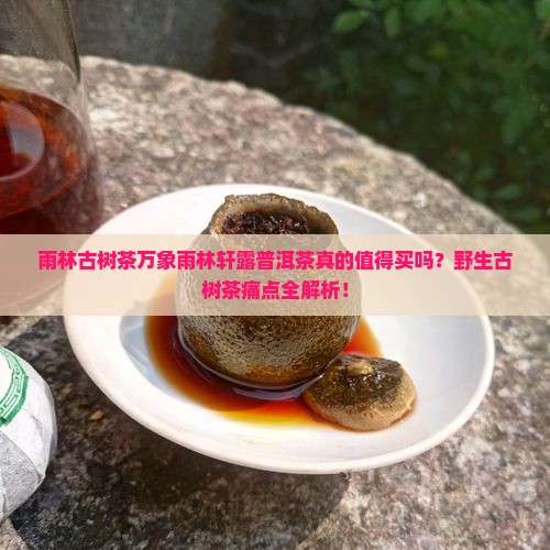 雨林古树茶万象雨林轩露普洱茶