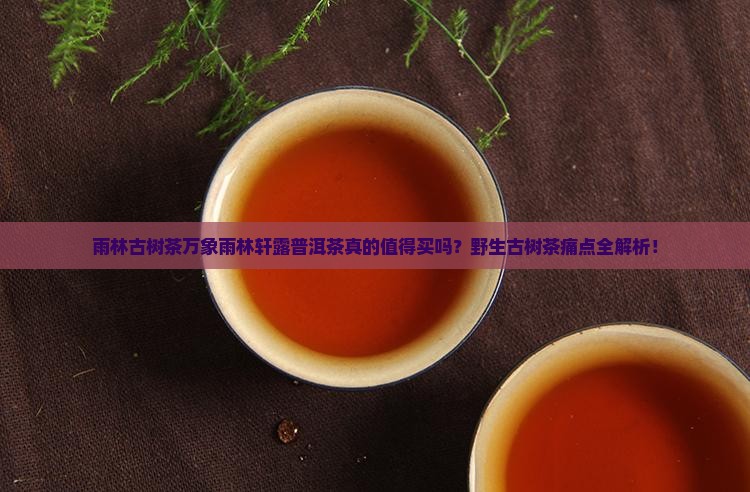 雨林古树茶万象雨林轩露普洱茶