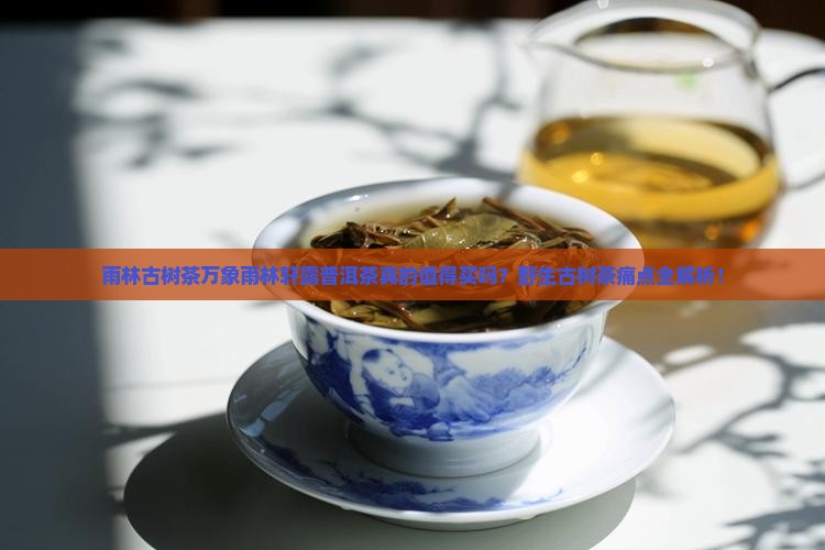 雨林古树茶万象雨林轩露普洱茶