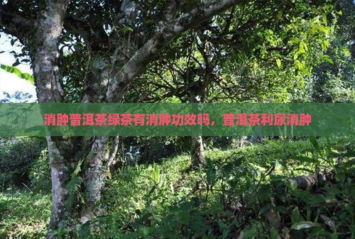 消肿普洱茶绿茶