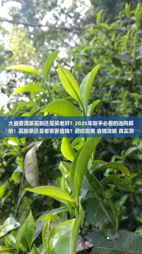 大益普洱茶买新还是买老好