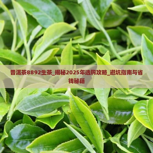 普洱茶8892生茶