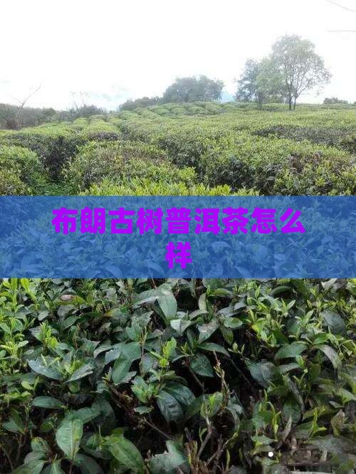 布朗古树普洱茶怎么样