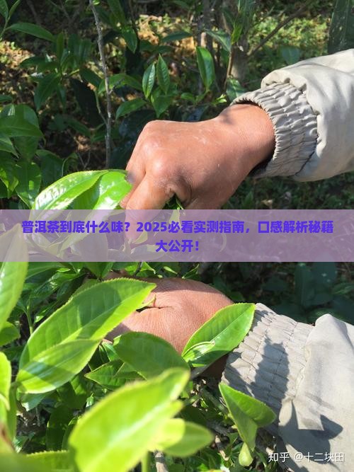 普洱茶口感和特点描述