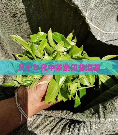 八十年代中茶紫印普洱茶