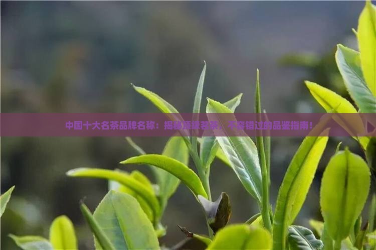 中国十大名茶品牌名称