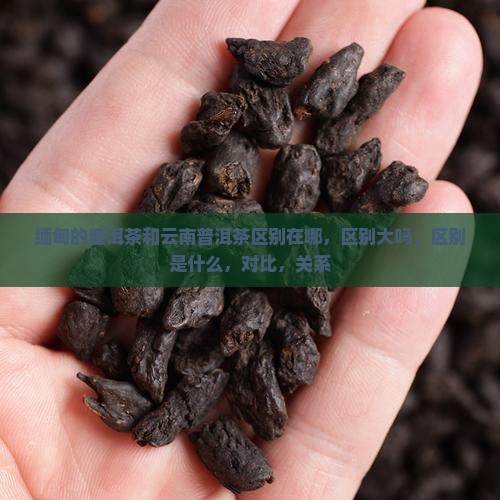 缅甸的普洱茶和云南普洱茶区别