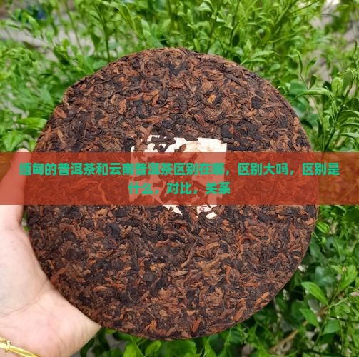 缅甸的普洱茶和云南普洱茶区别
