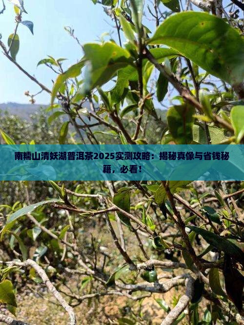南糯山清妖湖普洱茶