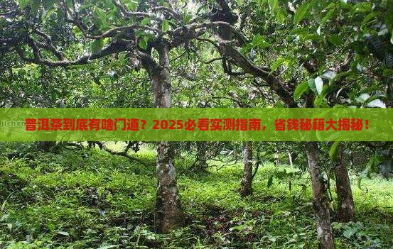 普洱茶的几个方面