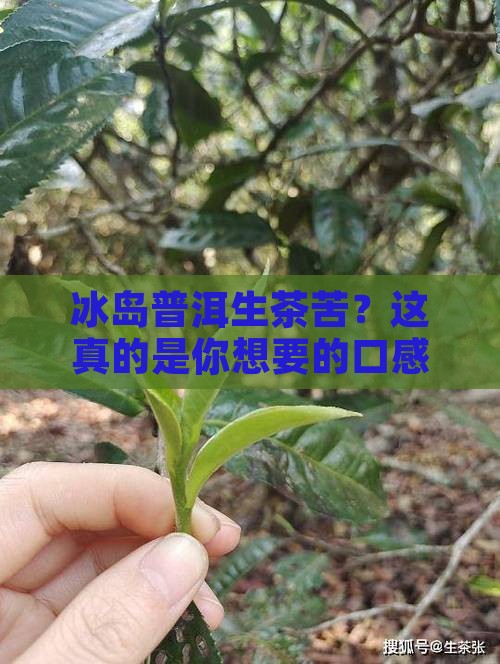 冰岛普洱生茶苦