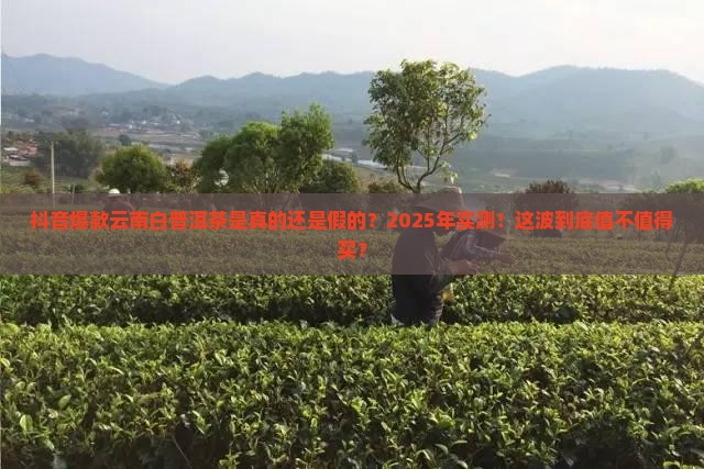抖音款云南白普洱茶是真的吗