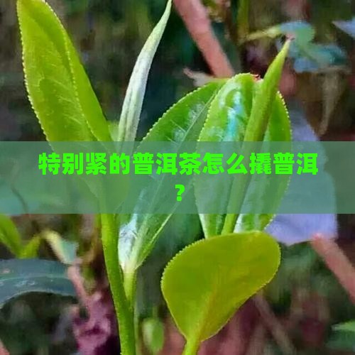 特别紧的普洱茶要怎么撬