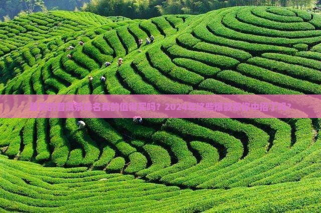 最贵的普洱茶排名