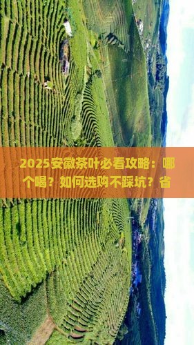 安徽茶叶哪个好喝