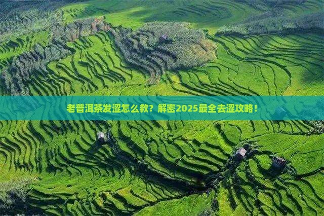 老普洱茶发涩如何去除