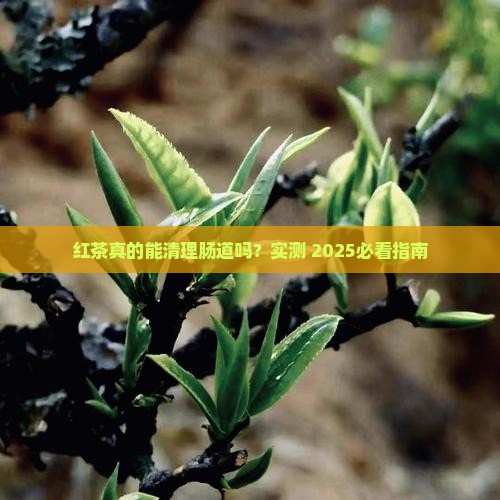 红茶清理肠道吗
