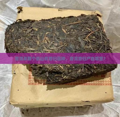 普洱茶昔归在那个茶山
