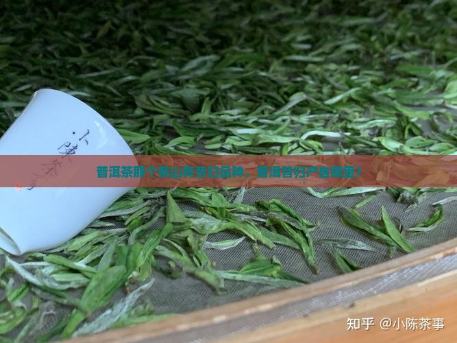 普洱茶昔归在那个茶山