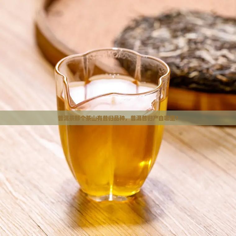 普洱茶昔归在那个茶山