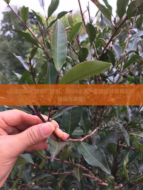 云南勐海大唐茶厂昔归
