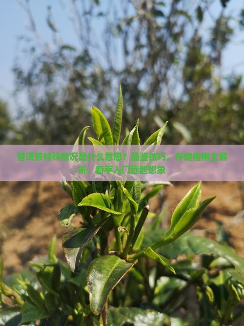 普洱茶特殊情况是什么意思