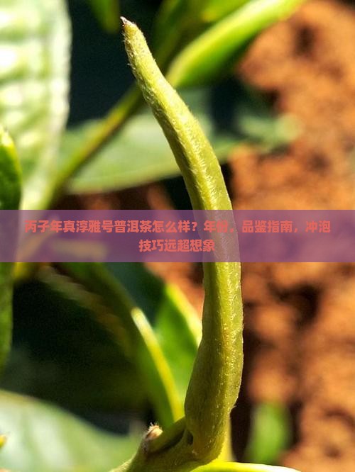 丙子年真淳雅号普洱茶