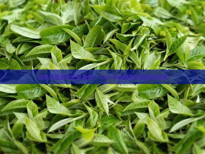 普洱茶属于温性吗