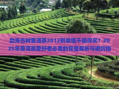 勐海古树普洱茶2012