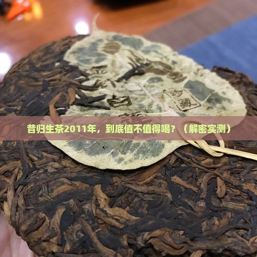 昔归生茶2011年