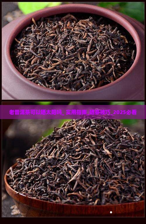老普洱茶可以晒太阳吗