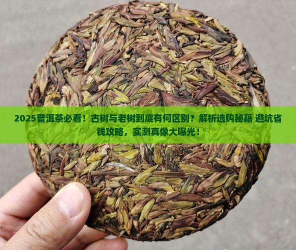 普洱茶古树和老树有啥区别